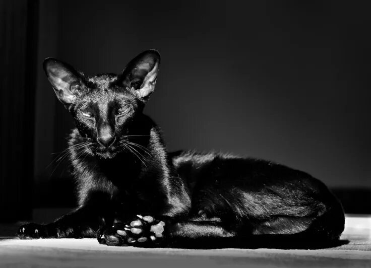 Кот ориентал черный фото Pin on The Art of Cat Photography