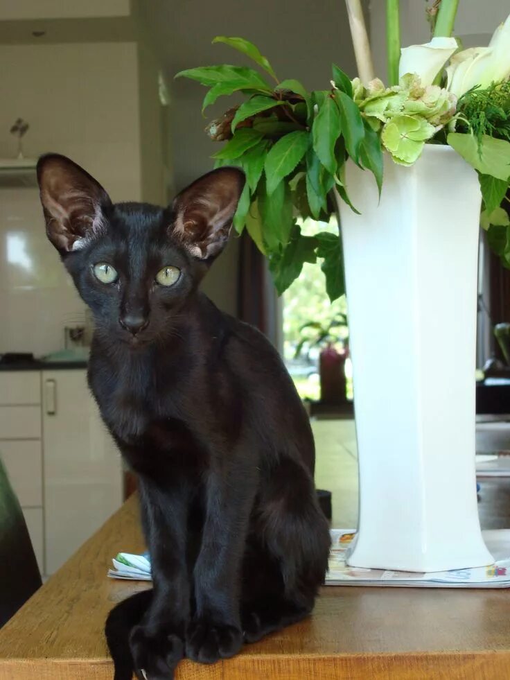 Кот ориентал черный фото Stunning Black Siamese Cat