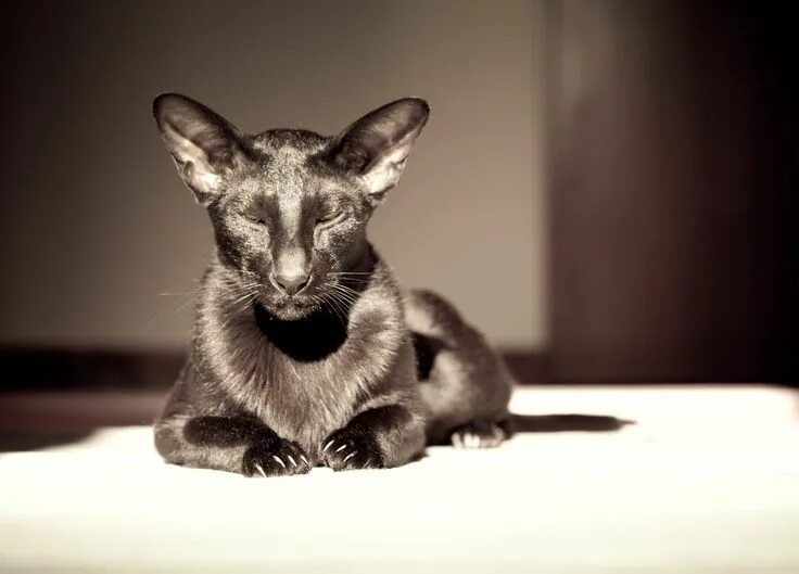 Кот ориентал фото Oriental Shorthair in natural light Oriental shorthair cats, Oriental shorthair,