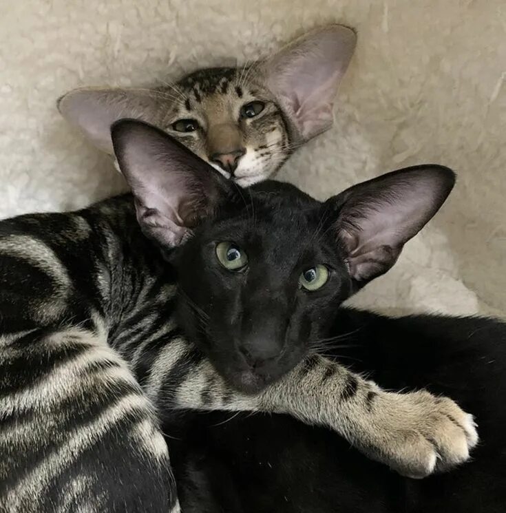 Кот ориентал фото Pin de Ria Fisher en Cat Crazy Perro doméstico, Mascotas, Gato de bengala