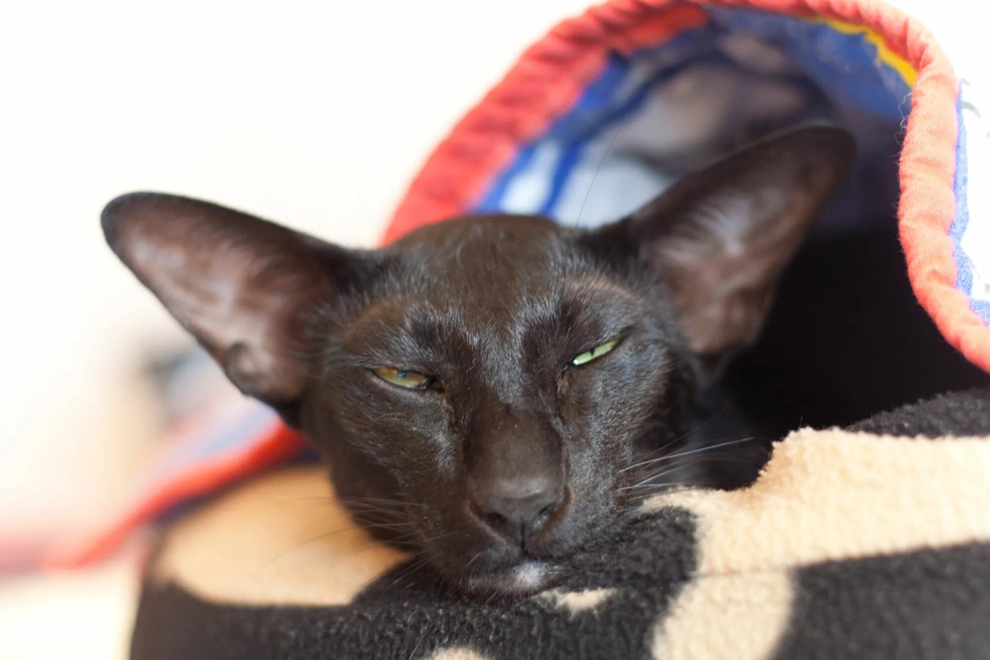 Кот ориентал фото Usyaka and Pirate Photos of the Oriental Shorthair cat Usyaka ... Cats, Oriental