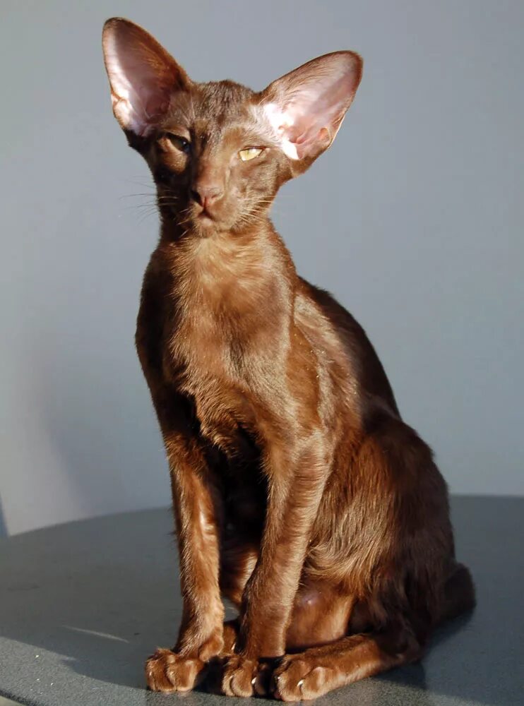 Кот ориентал коричневый фото Narciss Irish Catori, ориентальный кот, окрас циннамон, oriental cinnamon male c