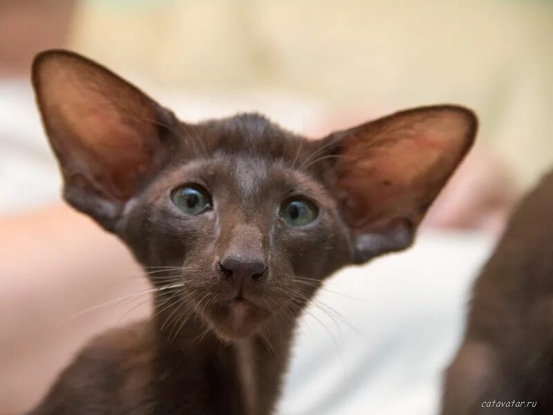Кот ориентал коричневый фото 5H ориентальный котёнок CatAvatar