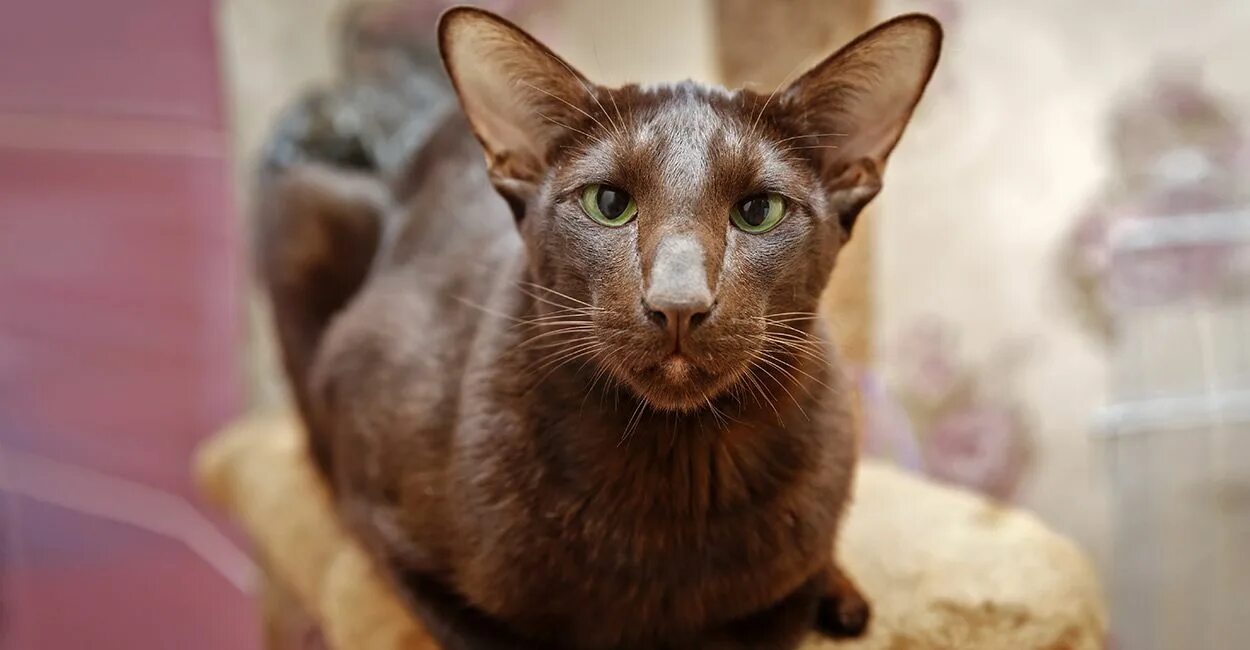 Кот ориентал коричневый фото Havana Brown Cat - Your Complete Guide To The Rare Havana Breed Braun werden