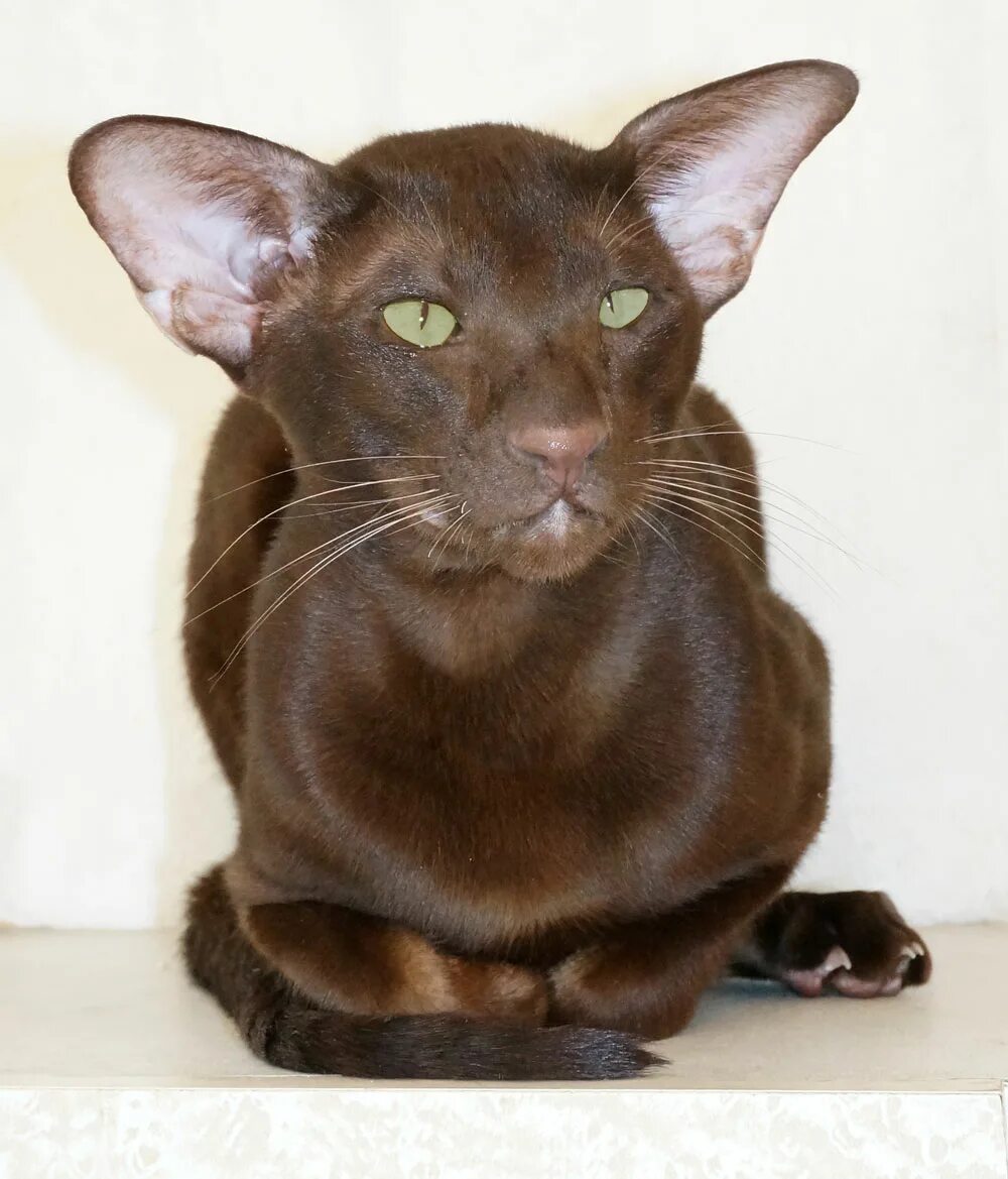 Кот ориентал коричневый фото Okonor Sandoval*HU, ориентальный кот, окрас шоколадный, oriental chocolate male 