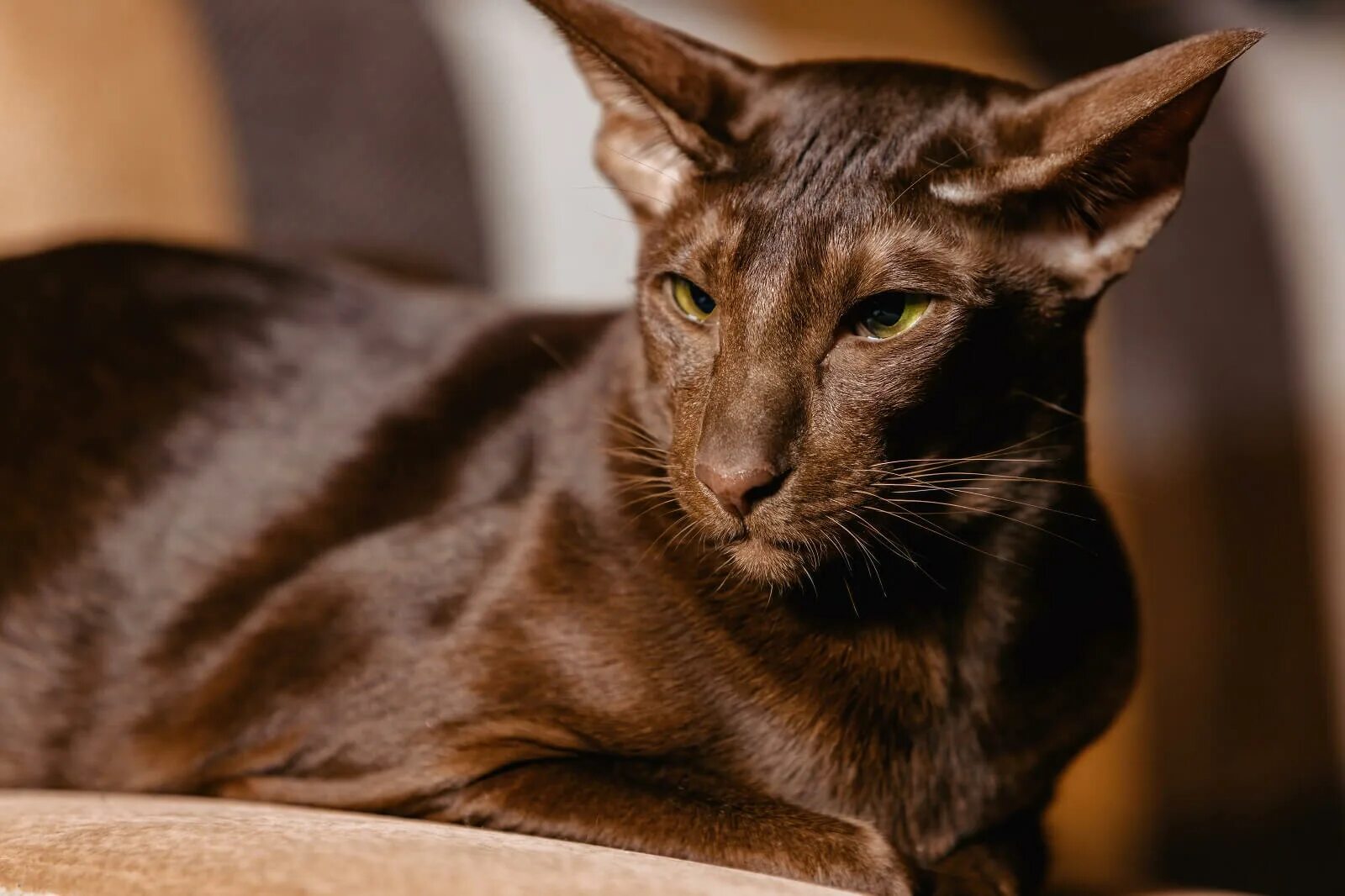Кот ориентал коричневый фото 15 Rare Breeds of Cats You Never Knew Existed
