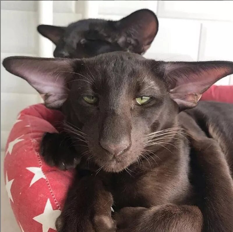 Кот ориентал коричневый фото Males - Hathor Elisey Eastward - Eastward-cats