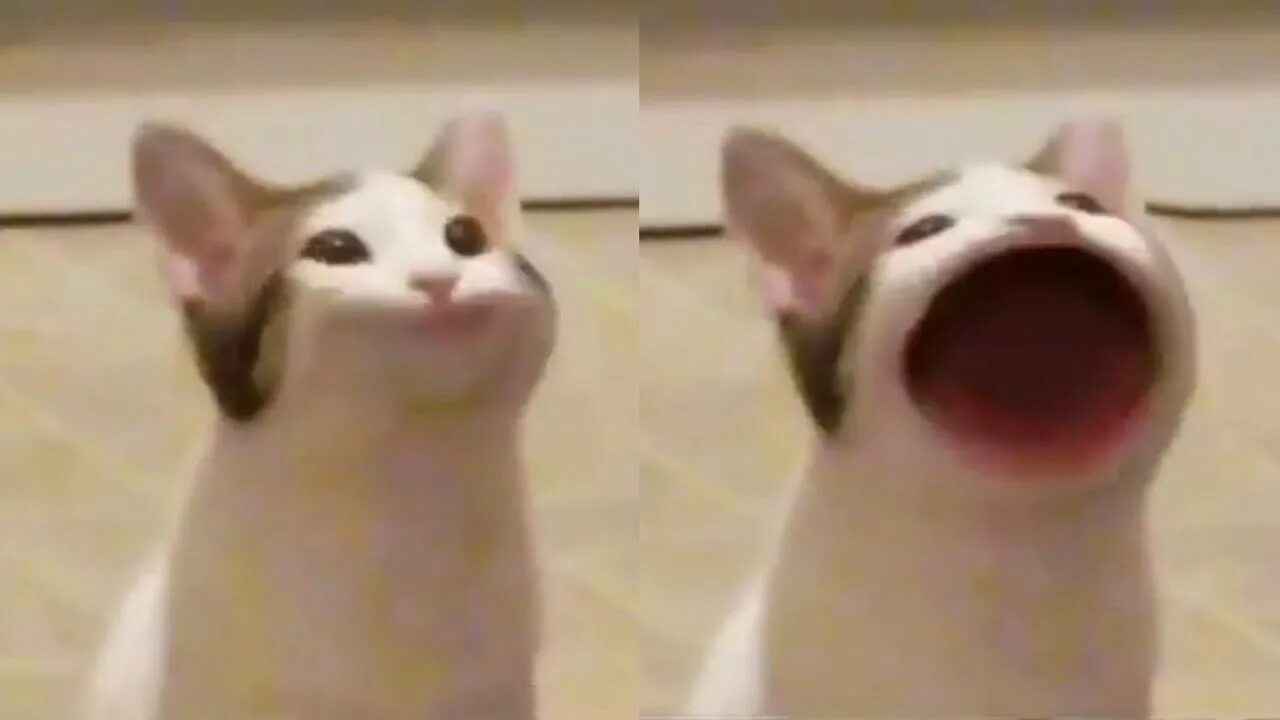 Кот оригинал фото ASMR Pop Cat 10 minutes meme - YouTube