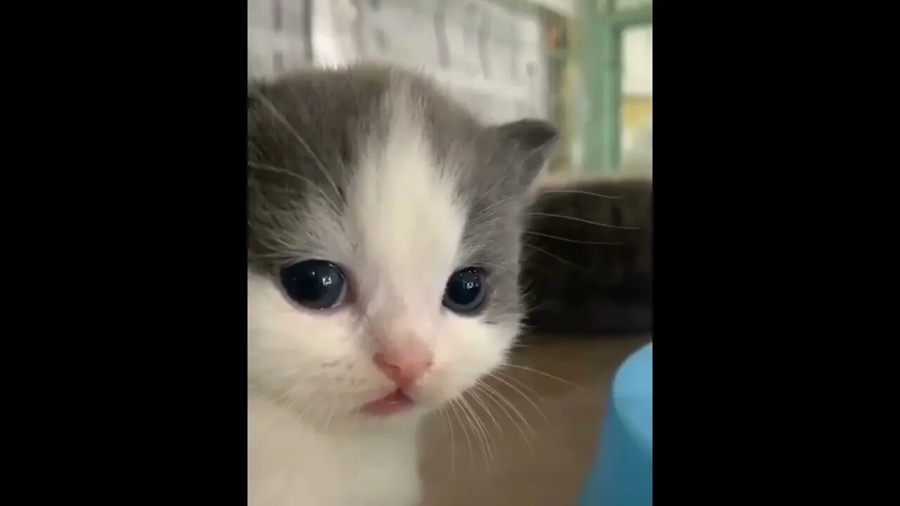 Кот оригинал фото котик грустный - YouTube