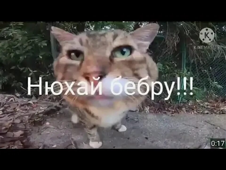 Кот оригинал фото Первое видео через KINEMASTER !!! - YouTube