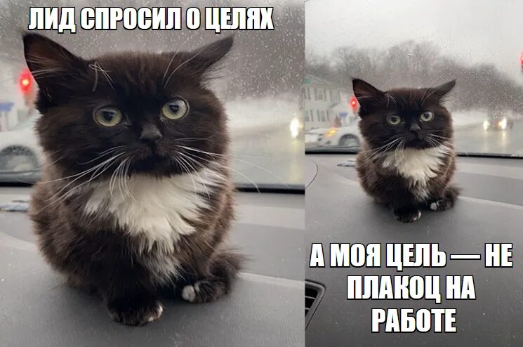 Кот оригинал фото Как вырастить джунов - советы бывалых из 2ГИС / Habr