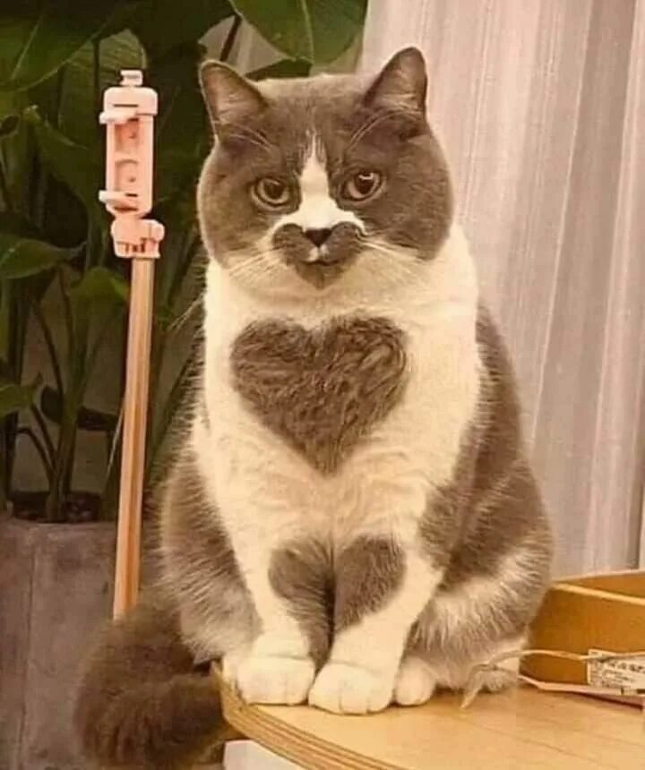 Кот оригинал фото Pin on Cats