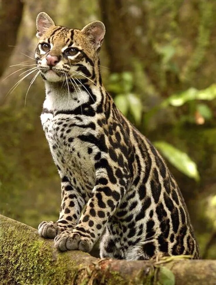 Кот оцелот фото ocelot ocelots cat cats cat aesthetic animal wallpaper animal animals animal pri