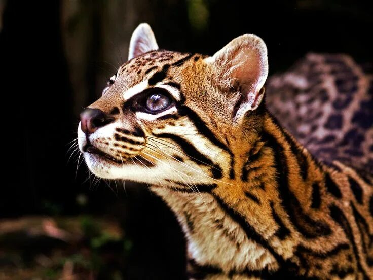 Кот оцелот фото ocelot - Google Search Wild cats, Cat aesthetic, Animals