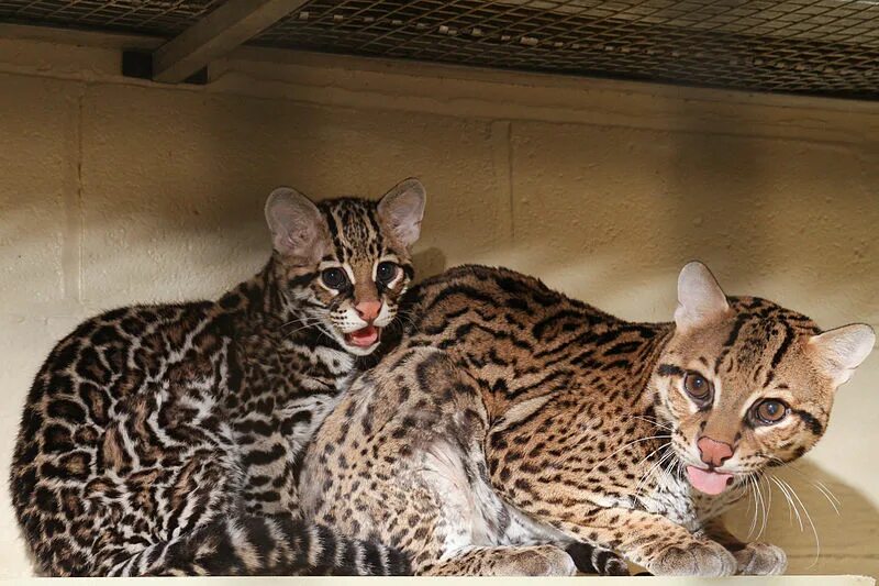 Кот оцелот фото File:Ocelot and Cub 6.jpg - Wikimedia Commons