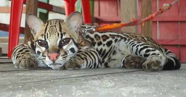 Кот оцелот фото Baby Ocelot - chillin' in my restaurant in Peru - Imgur