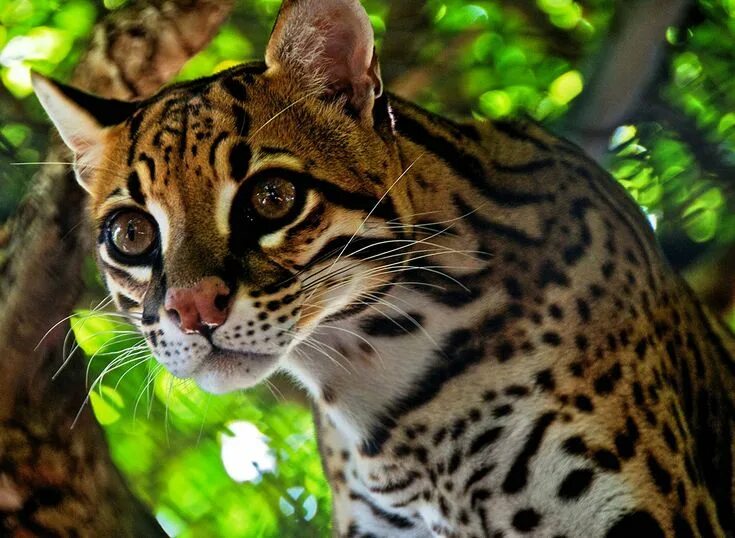 Кот оцелот фото Оцелот Amazon rainforest animals, Rainforest animals, Ocelot