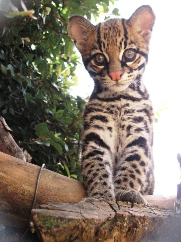 Кот оцелот фото Brazilian Ocelot Births Help Conservation and Research Baby animals pictures, Cu
