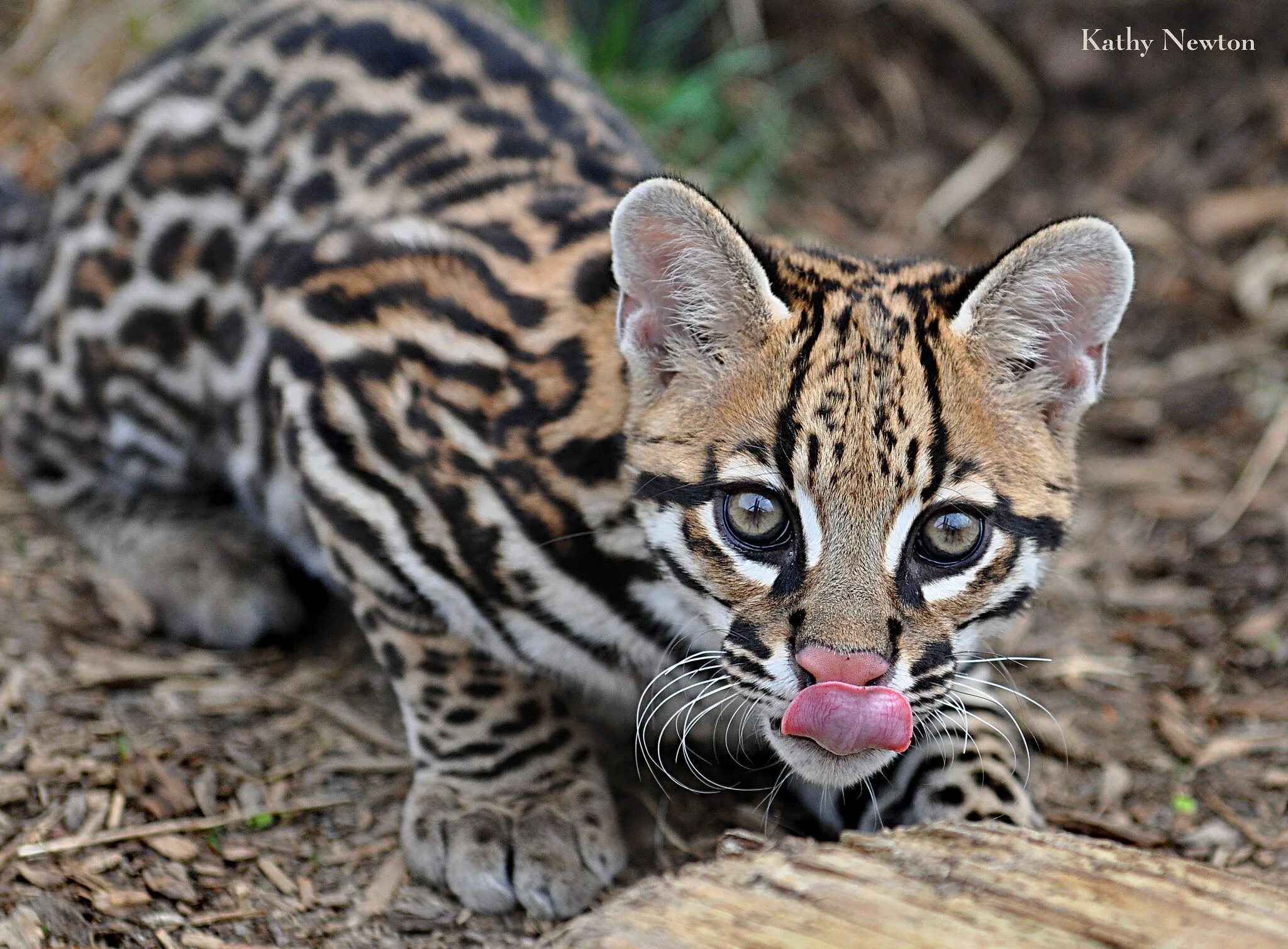 Кот оцелот фото Southern Brazilian Ocelot - Cincinnati Zoo & Botanical Garden