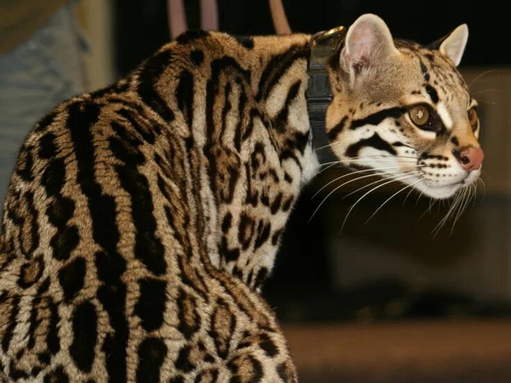 Кот оцелот фото Ocelot Conservation Festival Weird animals, Cat aesthetic, Ocelot
