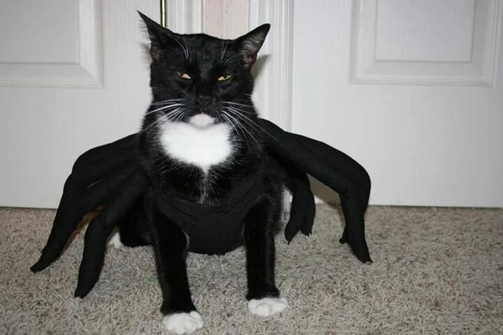Кот паук фото spider Cat halloween costume, Pet costumes, Halloween cat