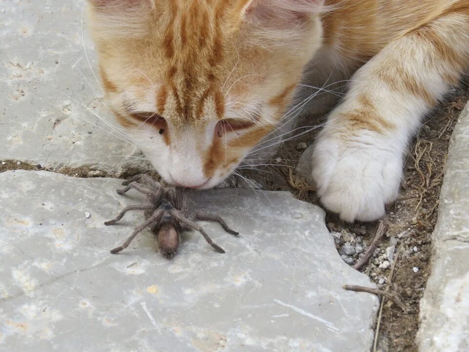 Кот паук фото Cat vs Spider Morphthecat Blipfoto