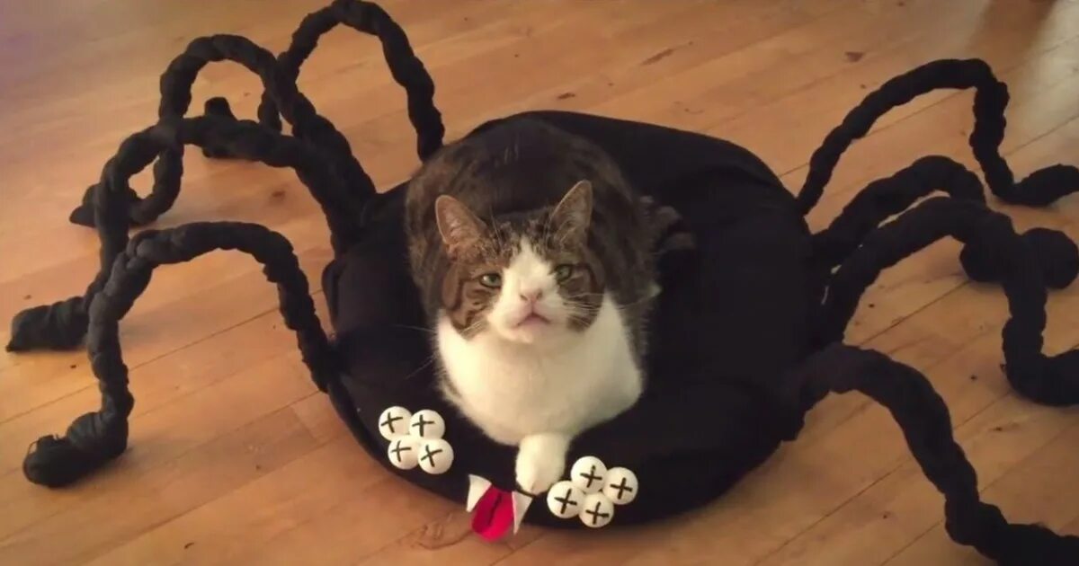 Кот паук фото Diy Halloween Spider Cat Bed Bored Panda