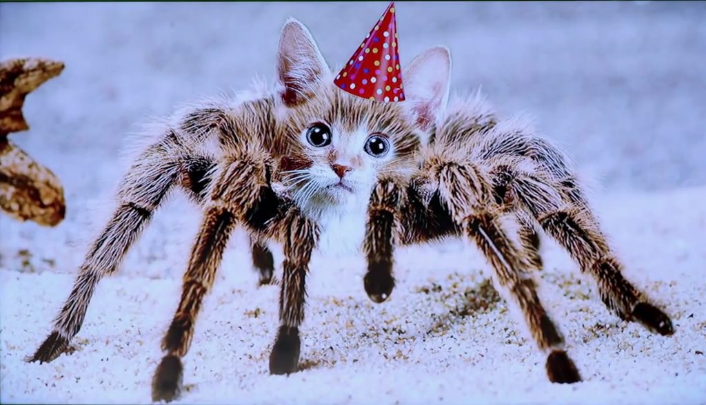 Кот паук фото Spider Cat - Imgur