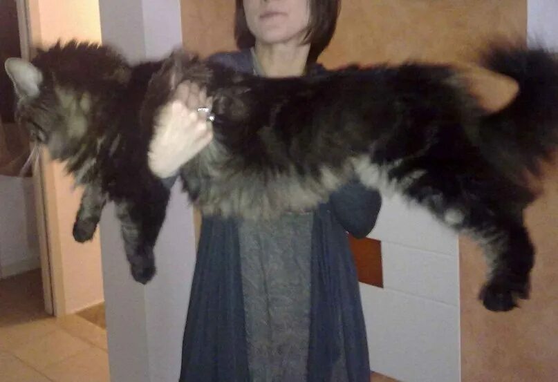 Кот павла воли фото Мейн-кун: самые большие кошки Наша Чудесная Планета: Наука и факты Фотострана По