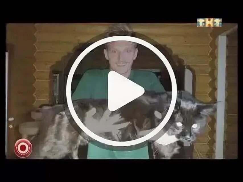 Кот павла воли фото Кошка павла воли Foto-Gadanie.ru