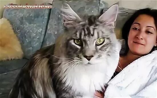 Кот павла воли фото Павел Воля С Котом Мейн Кун Фото