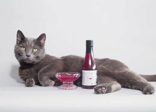 Кот пьет фото Why Drink Alone When You Can Drink Wine With Your Cat? - CatTime Cat wine, Cats,