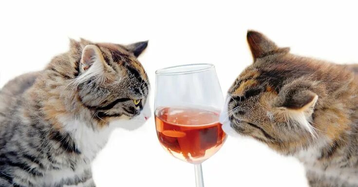 Кот пьет фото Denver Is Getting A Cat Bar Cat wine, Cat drinking, Dog wine