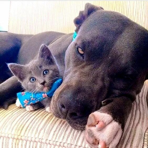 Кот питбуль фото The Love Story Between Pit Bulls and Their Kittens Cute animals, Beautiful dogs,