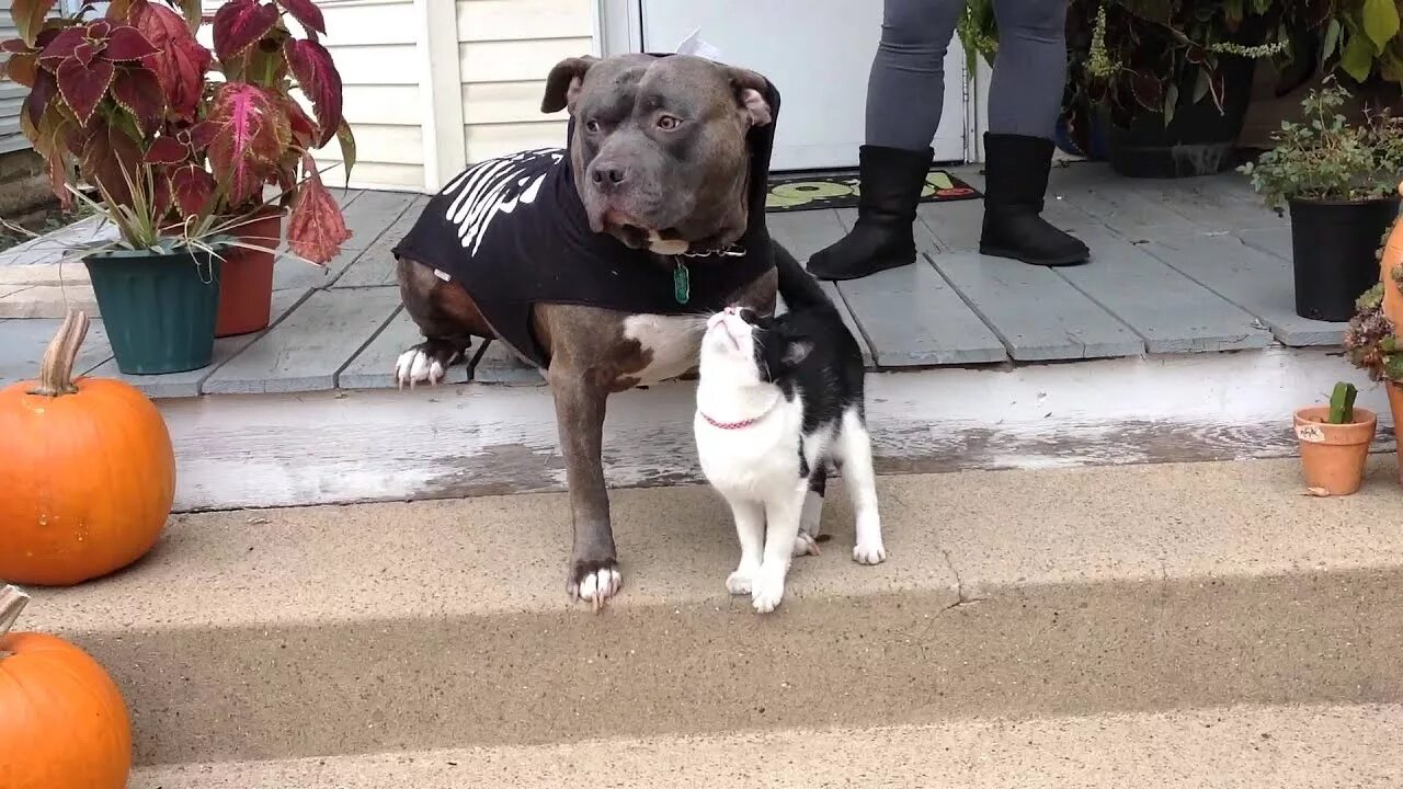 Кот питбуль фото Cat attacks a pitbull in a costume with love, Awwww alert - YouTube