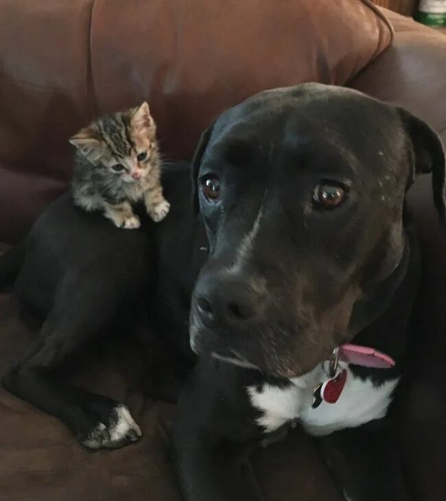 Кот питбуль фото Orphaned Kitten Found on Sidewalk Wouldn't Go Anywhere Without Her New Mom Cats 