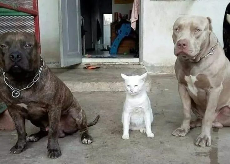 Кот питбуль фото Pin di Ivana Letizia su Gatti e altri.. Gatti