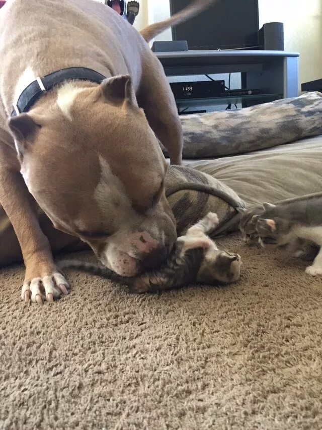 Кот питбуль фото Cat-Loving Pit Bull Finally Gets The Feline Family He’s Always Wanted