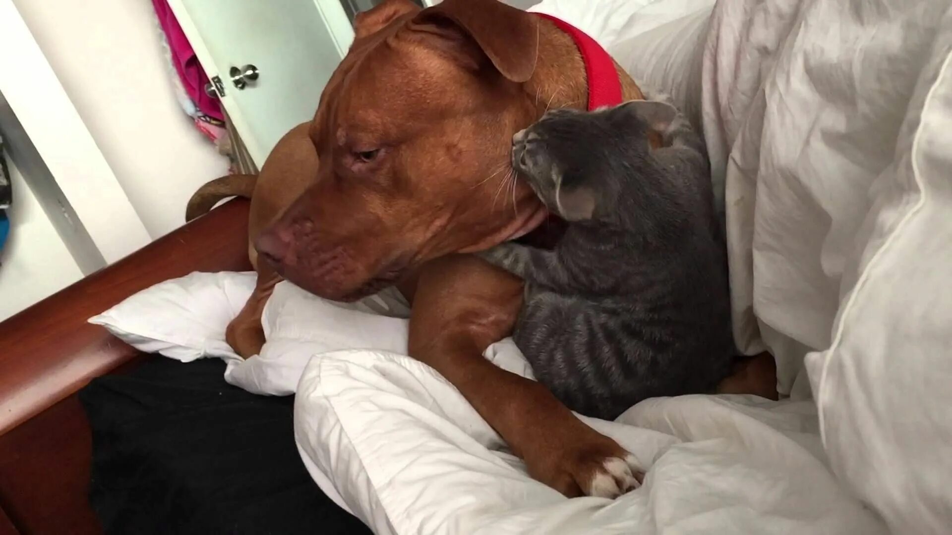 Кот питбуль фото Pitbull and kitten play fight ......awwwwww Kittens playing, Play fighting, Pitb