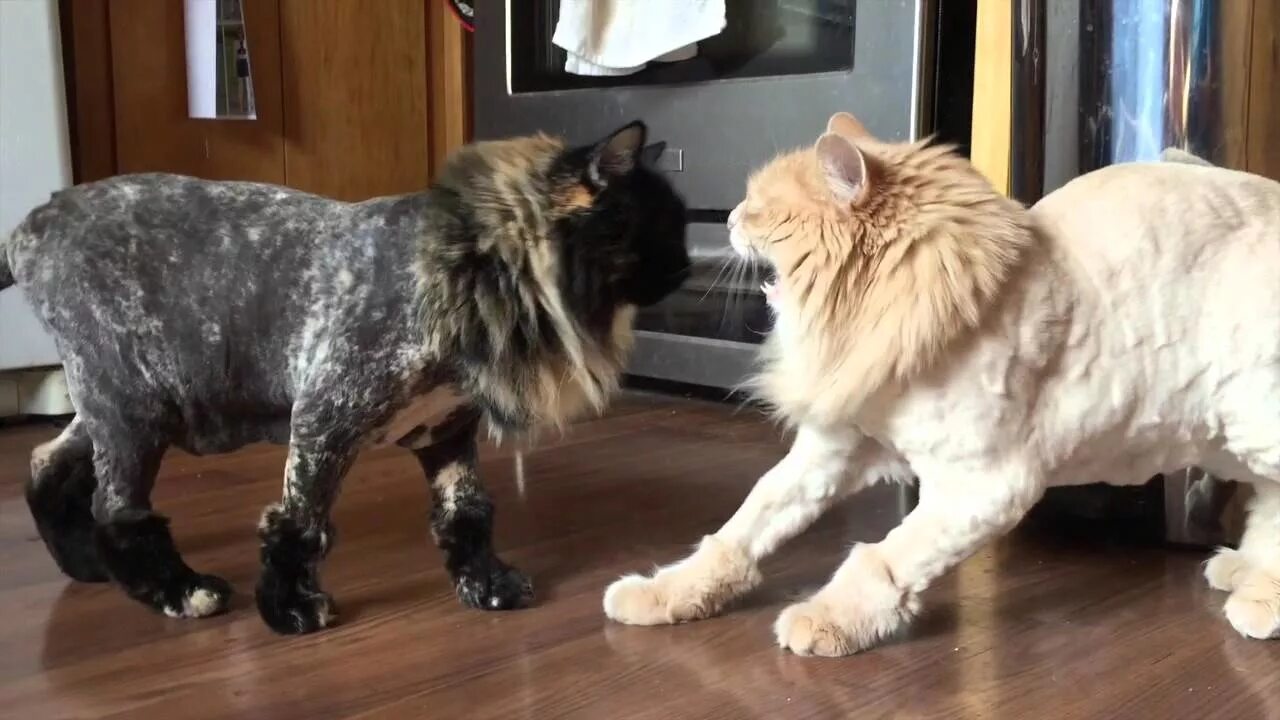 Кот подстриженный под льва фото A failed experiment in cat shaving - YouTube