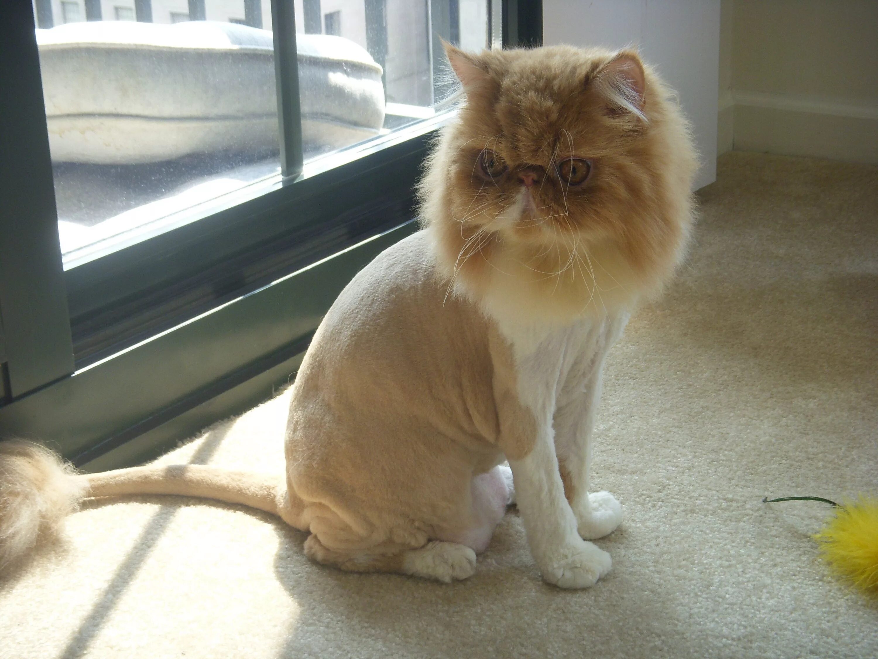 Кот подстриженный под льва фото alfie with lion cut Cat lion haircut, Lion cat, Cat lion cut