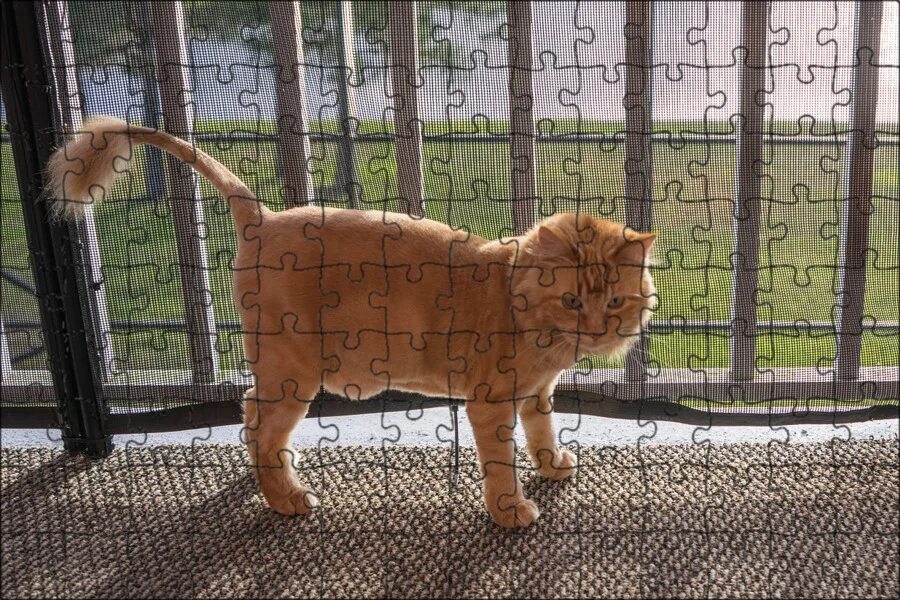Кот подстриженный под льва фото Магнитный пазл 27x18см."Кошачий, кошка, апельсин" на холодильник - купить с дост