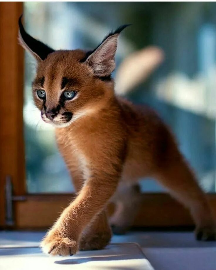 Кот похожий на рысь фото Pin by Aki Suzuki on lovely animals Cute animals, Cute baby animals, Animals