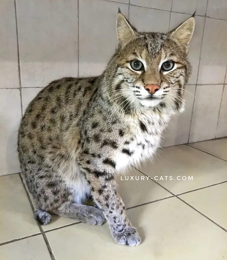 Кот похожий на рысь фото Pin van инна op дикие кошки