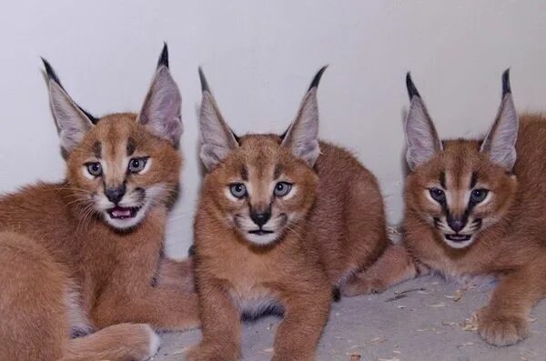Кот похожий на рысь фото Look At These Caracal Kittens Caracal cat, Exotic cats, Caracal