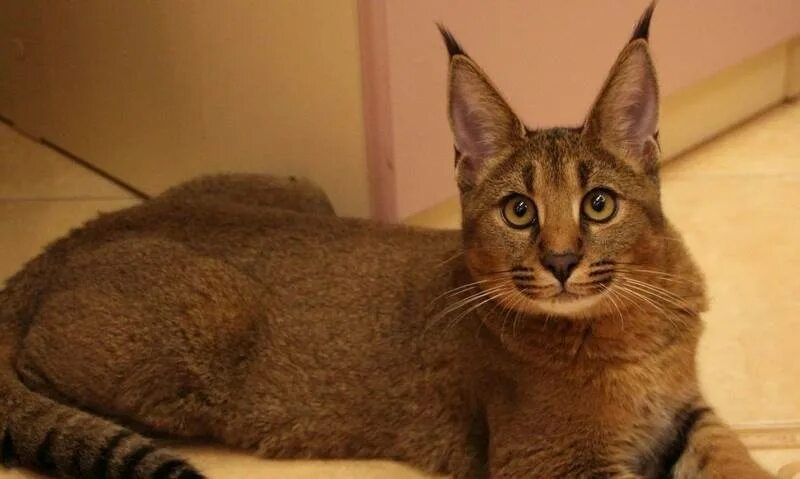 Кот похожий на рысь фото Каракет: все о породе кошек, фото