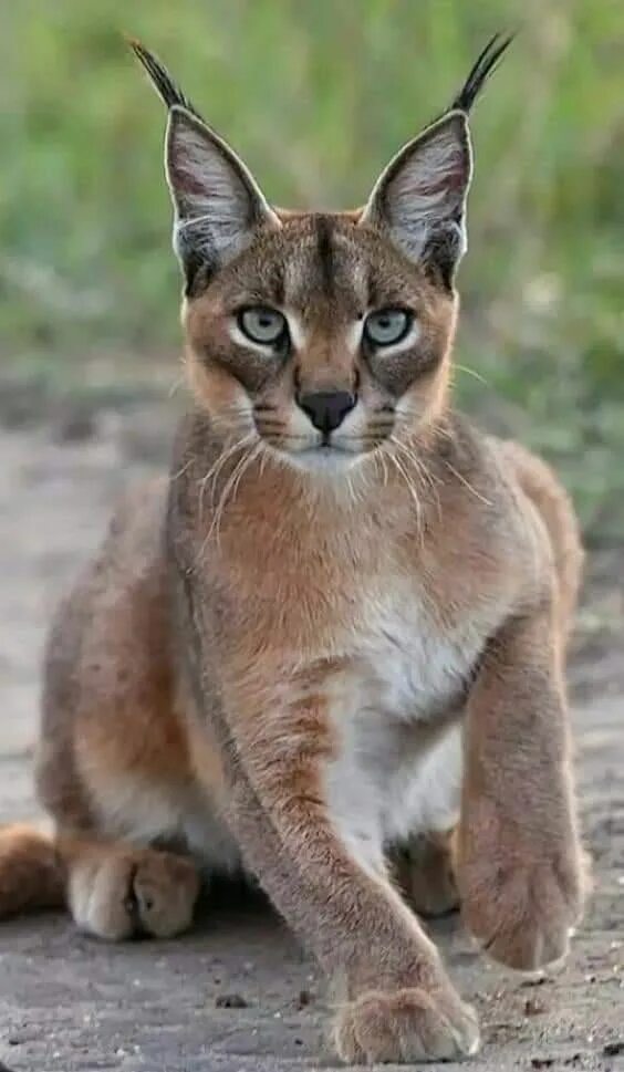 Кот похожий на рысь фото Пин от пользователя Edeltraud Papenberg на доске Tiere Экзотические кошки, Фотог