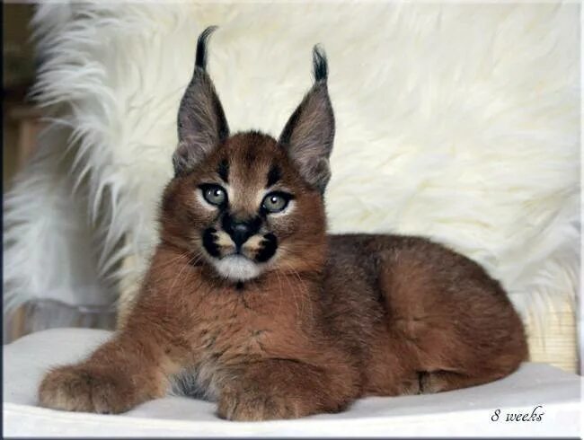 Кот похожий на рысь фото Кошка, похожая на рысь: порода, домашняя, фото, с кисточками на ушах
