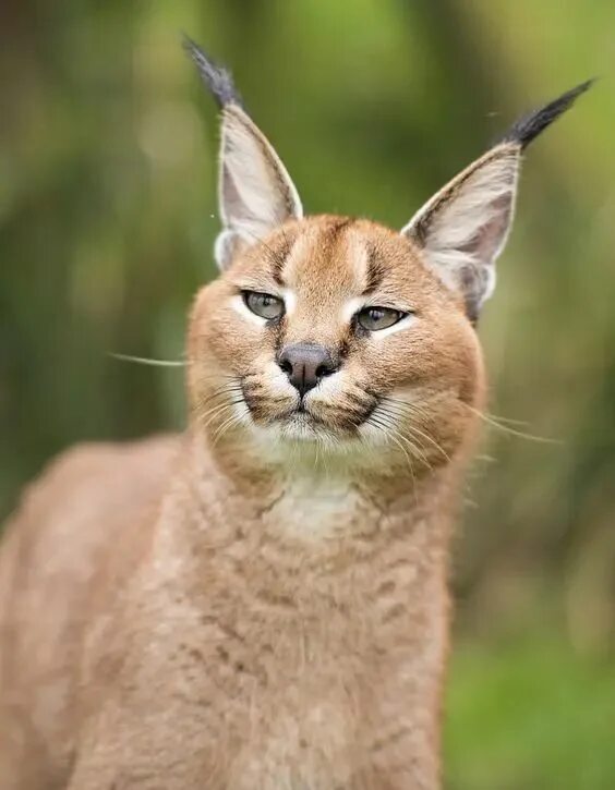 Кот похожий на рысь фото 15 Interesting Facts About Caracals Page 3 of 3 PetPress Exotic cats, Caracal ca