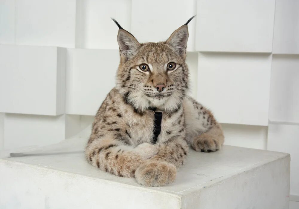 Кот похожий на рысь фото Домашняя кошка похожая на рысь 60 фото - ZooClever.ru